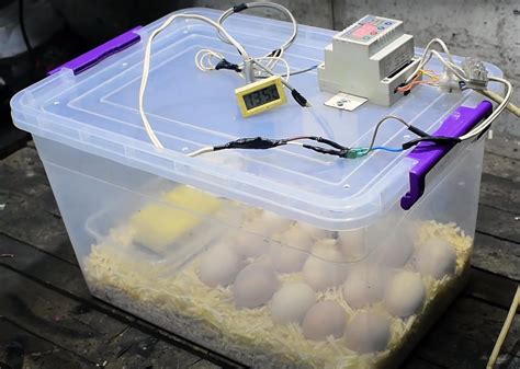 The Secrets to Successful Fly Egg Incubation with a Magic Incubator